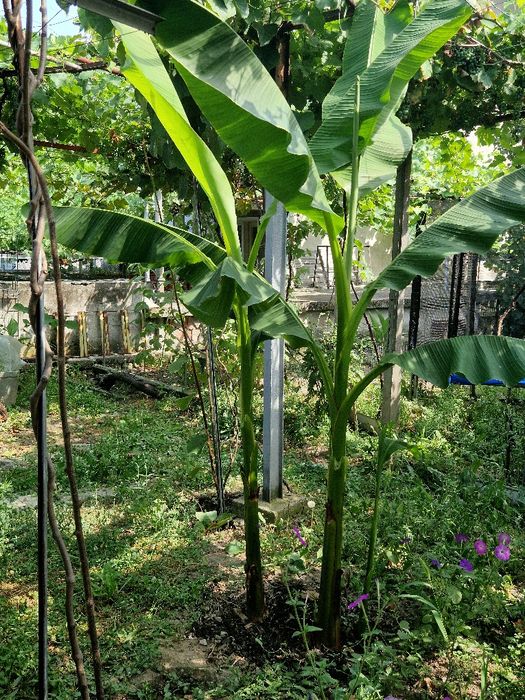 Бананова палма-200см+студоустойчива