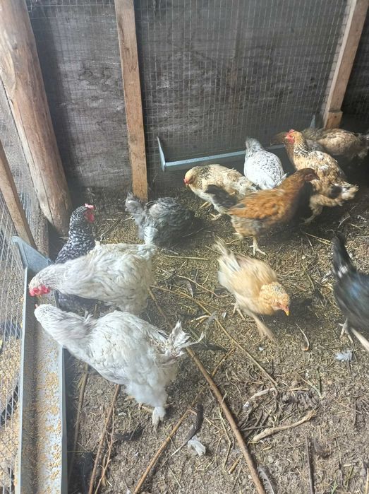 Продам кур на убой