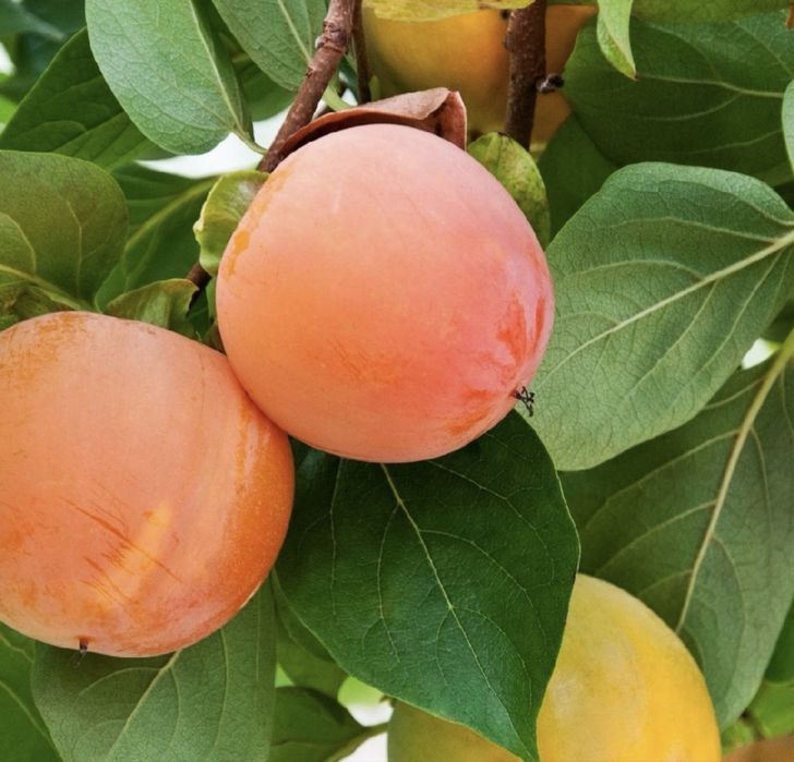 Pomi fructiferi columnari soiuri diverse