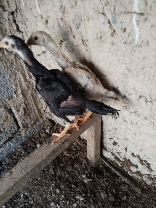 2 ta dakan joja yaponga karesdan chiqan toza narsala