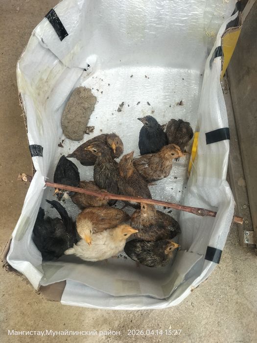 Балапан сатылады.