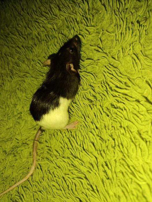 Продам декоративных крыс