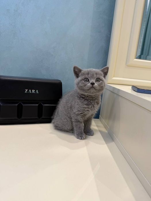 Кошка скотиш страйт