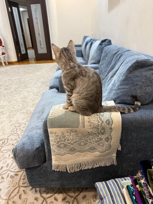 Кот шотландец 4,5 месяца