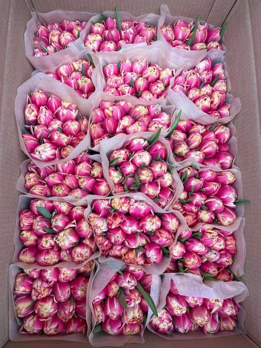 Премиальные тюльпаны по оптовым ценам