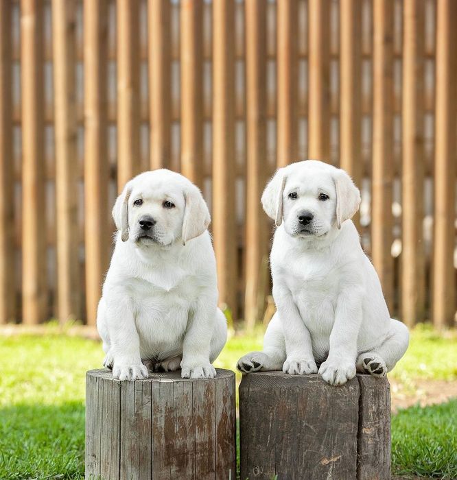 Продаются щенки Лабрадора