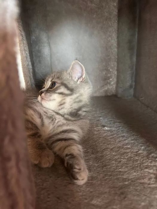 Британские котята