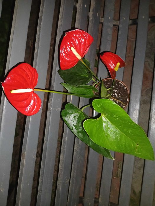 Антуриум (мужское счастье)