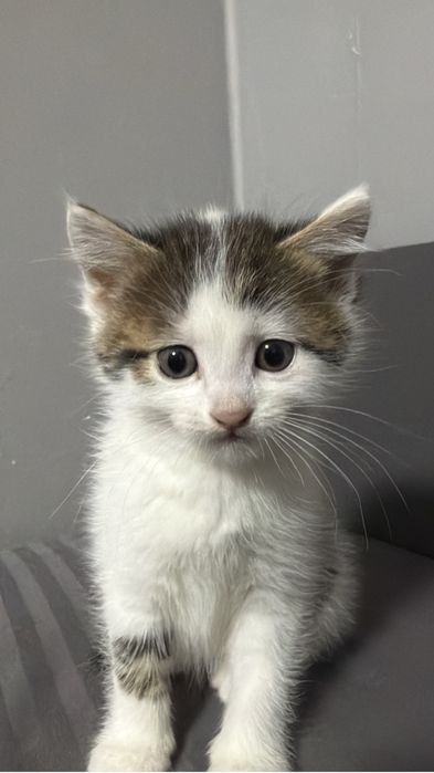 Отдам котенка мальчик