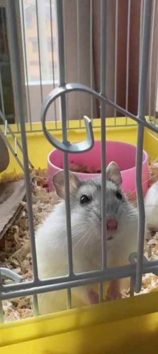 Vand hamster pitic
