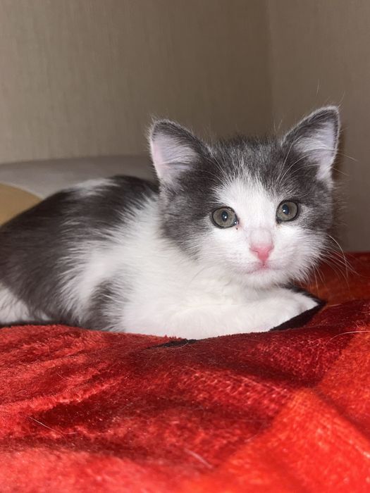 Отдам котенка девочка.