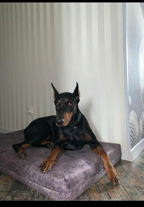 Лежаки для собак, матрас