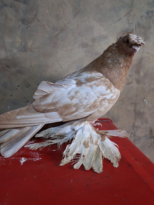 Голуби голуби голуби