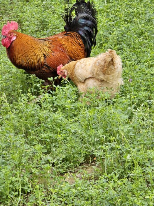 Куры и петух брама