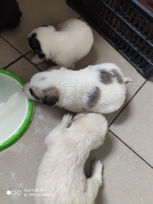 Дарю бесплатно щенков