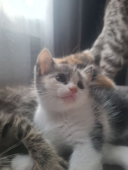 Котята в добрые ручки