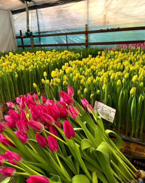 Оптом тюльпаны. Тюльпаны оптом и в розницу.Голландские тюлпаны