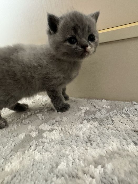 Скотиш фолд мушукчалар сотилади