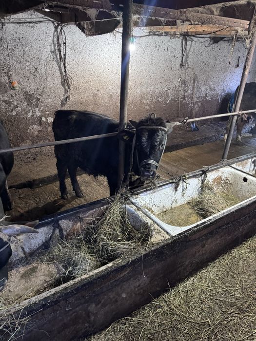 Продам бычков 3 гол