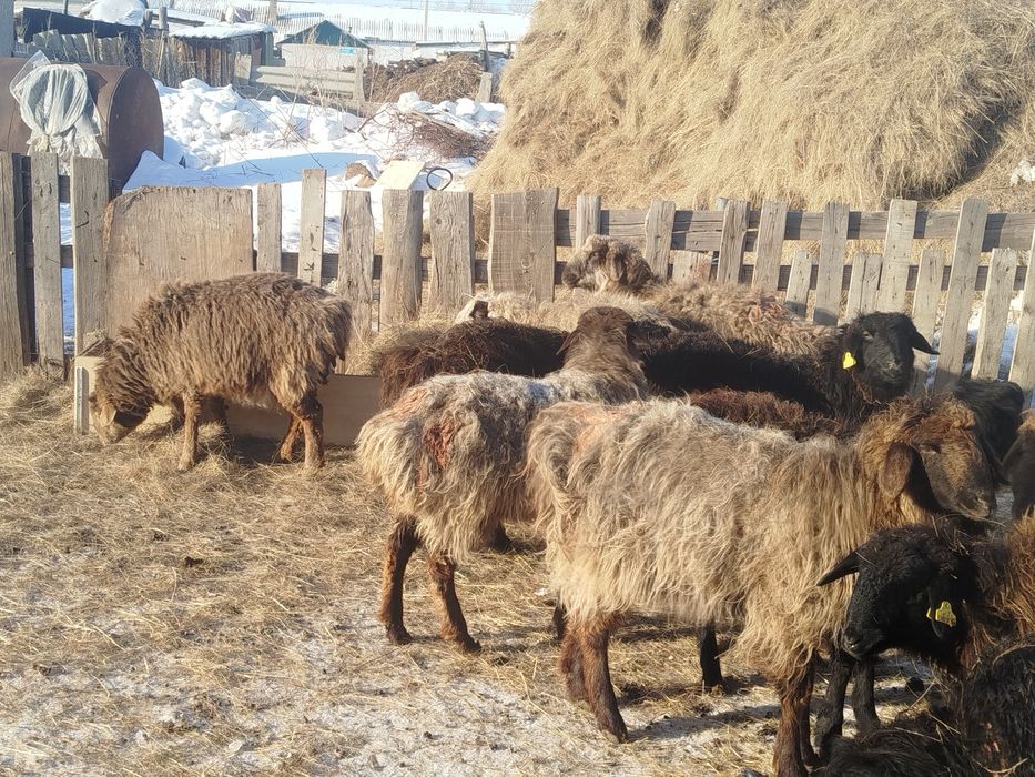 Продам баран на развод, можно на докорм