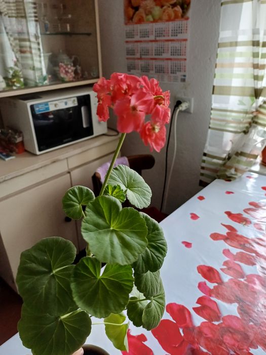 Продам комнатные цветы.