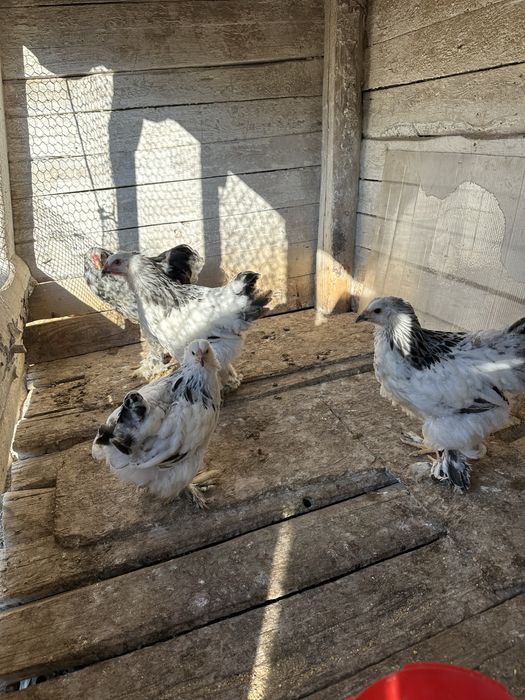 Tineret brahma 3 hd si un bobat