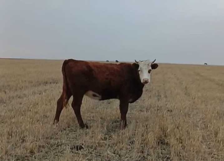 Продаются тёлки в упитанном состоянии.