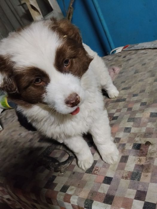 В добрые руки  девочка