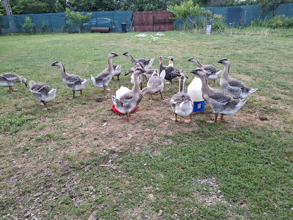 Vând gâște Africane ( leșești)