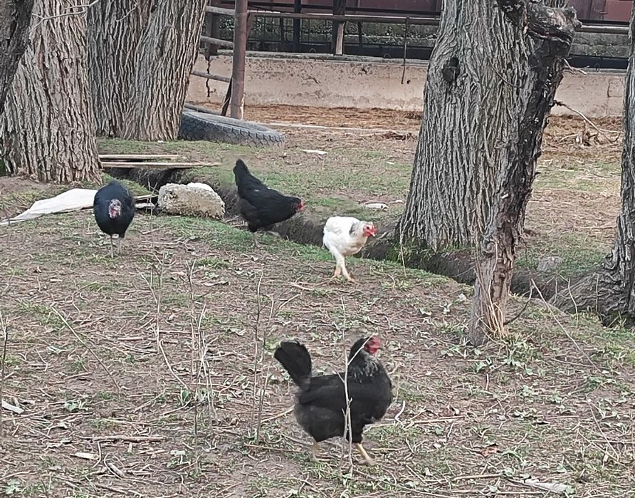 Домашние яйца куриные