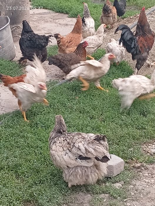 Продам всех домашних птиц