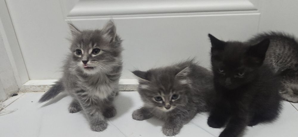Продам котёнки 1.5 месяц