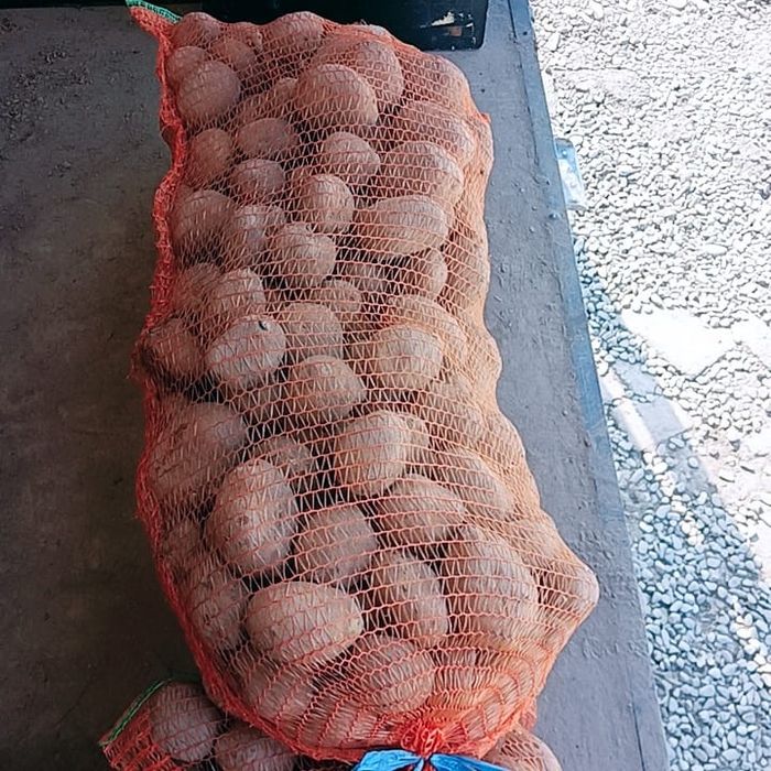 cartofi de consum. 1 leu kg