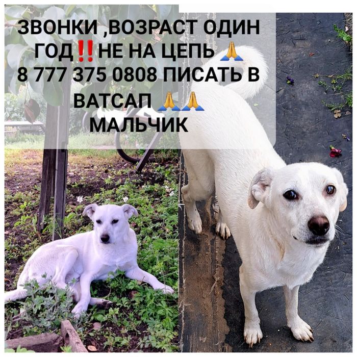 Собачки в частный дом.