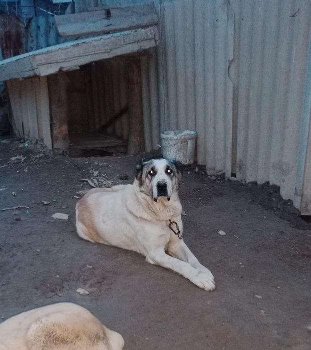 Алабай (ұрғашы))