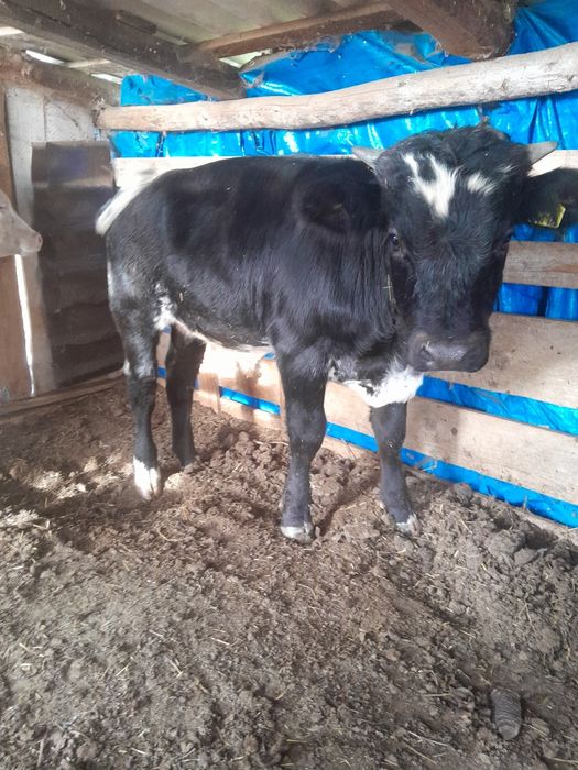Vând 2 tăurași de rasă