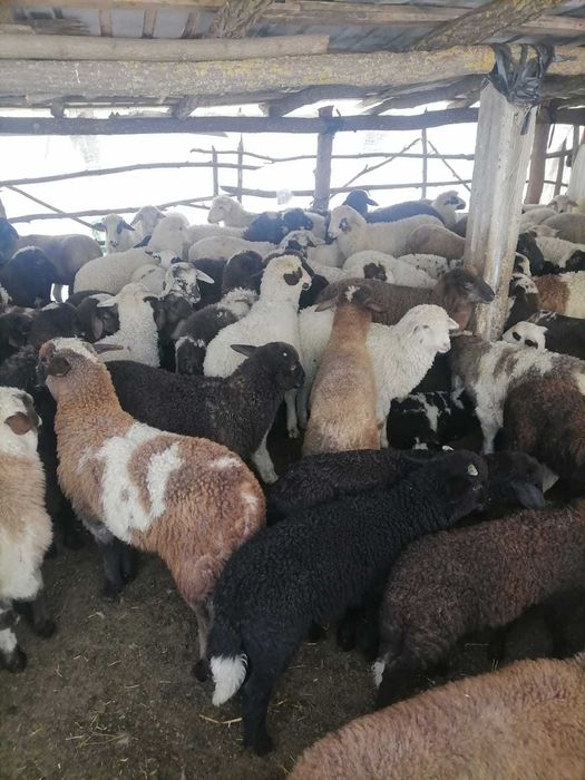 Vând Miei Paste pentru sacrificare in viu