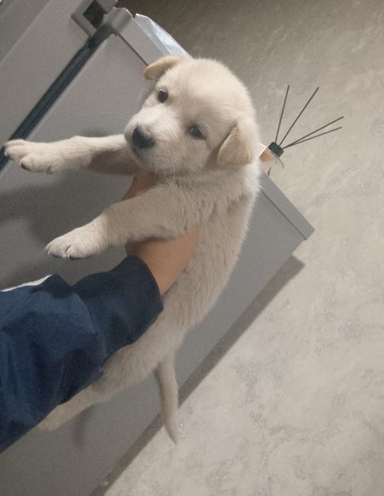 Щенок Щвейцарской Овчарки
