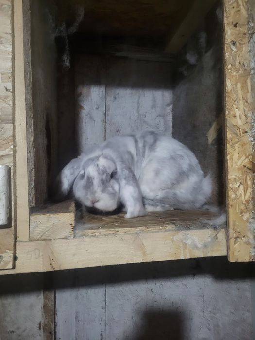 Продам  кроликов