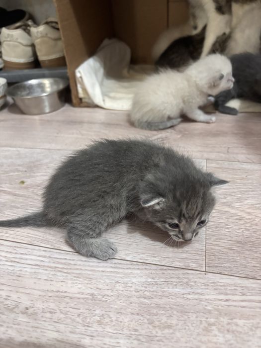 Котенок 3 девочек 3 мальчика