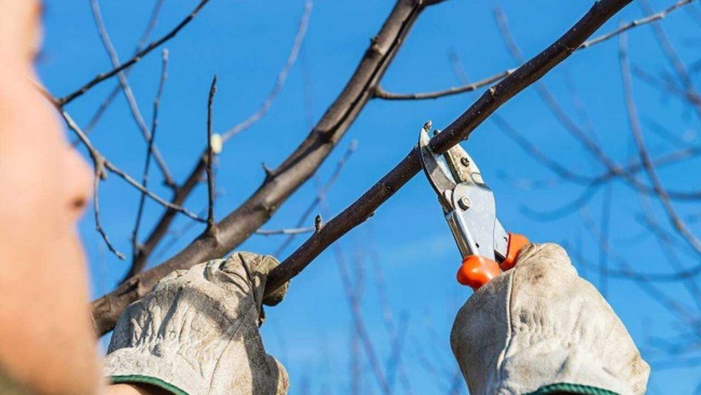 Taieri pomi fructiferi      6Lei