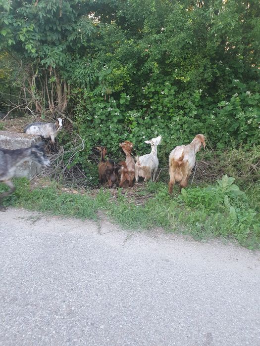 Capre bune de lapte ofertă garantată