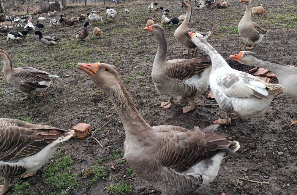 Oua de gasca si rata pentru incubat