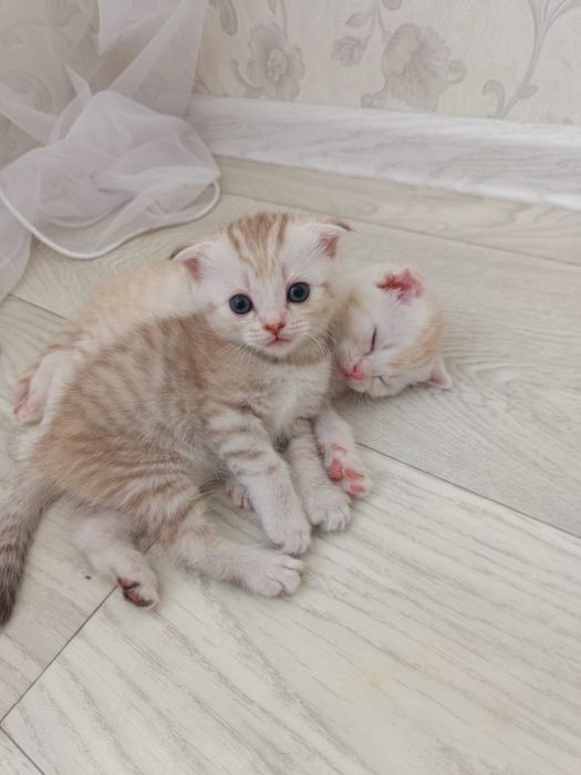 Продам котят Скоттиш - фолд