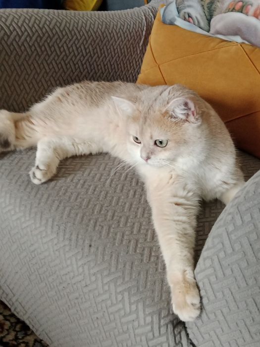 Вязка   Кот Золотая Шиншилла.