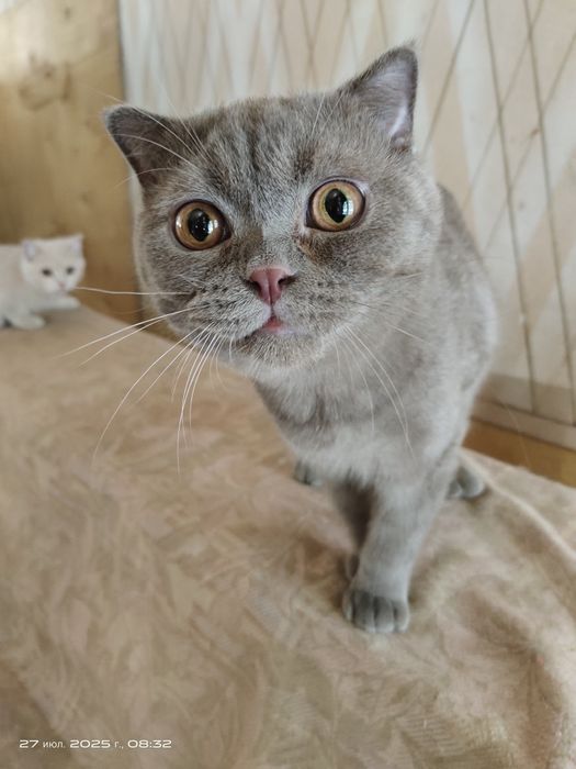 Продам котят в хорошие руки