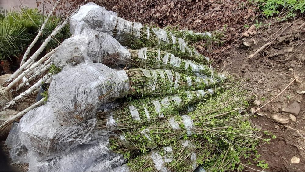 Vand Gard Viu/Lemn Câinesc