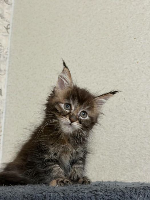 котенок Мейнкун девочка черепашка