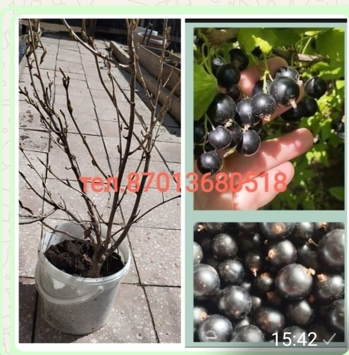Продам саженцы сортовой крупной черной смородины - Багира и Ядрёная