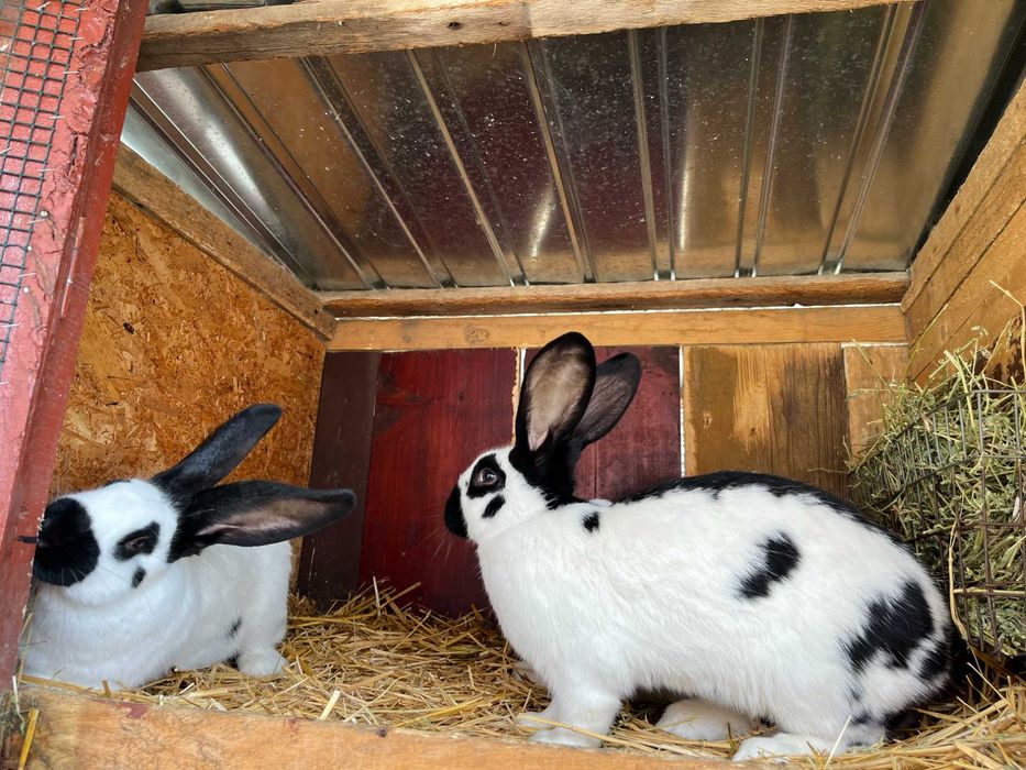 Vând iepuri fluture german